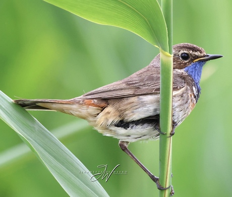 Blauwborst