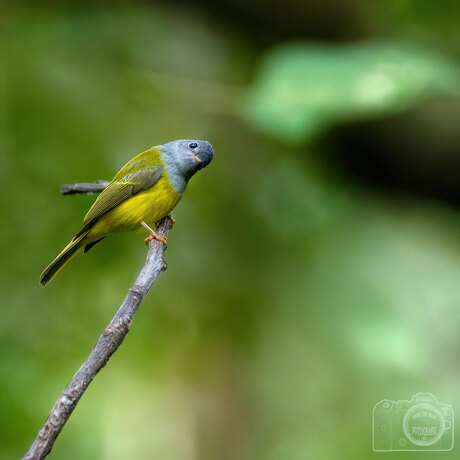 Grijskop buulbuul, Thailand.