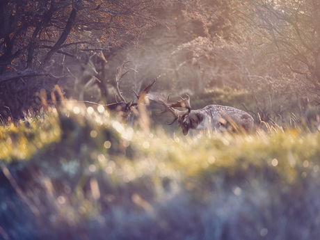 bronst met tegenlicht