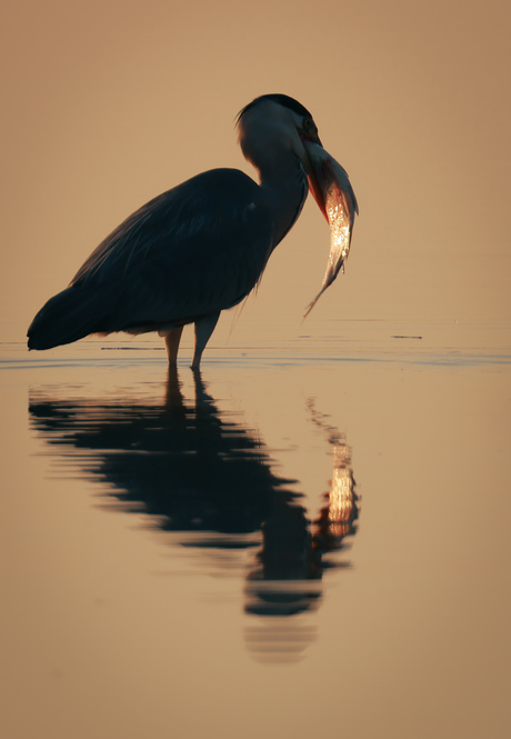 Blauwe reiger met Vis in het laatste avondlicht 