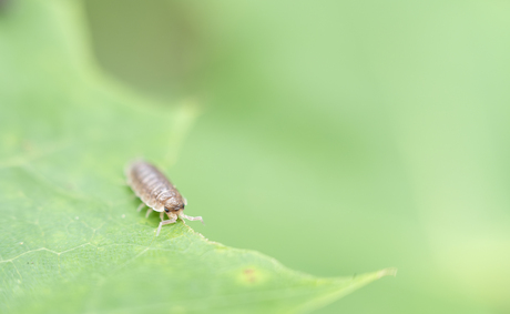 Mini insect