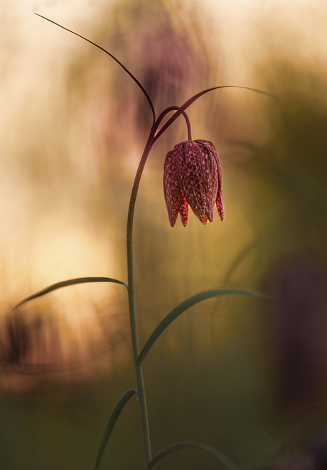 Elegante Kievitsbloem..