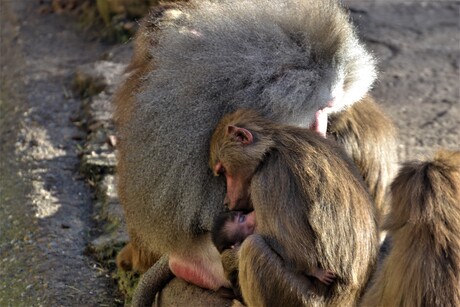 Bavianen Dierentuin Amersfoort