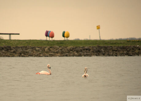 Twee Flamingo's