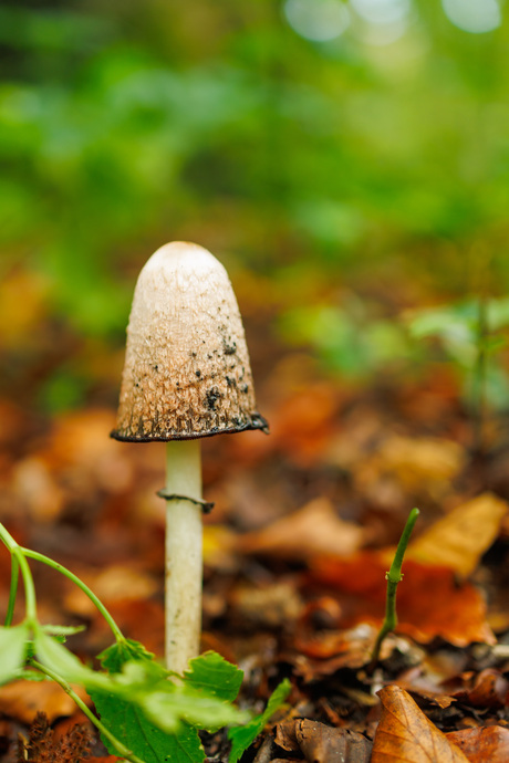 Eenzame paddenstoel 