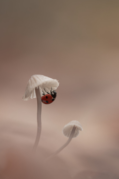 paddenstoelen Zoomdag 2024