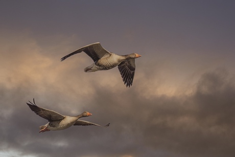 Ganzen in vlucht
