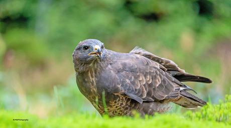 De buizerd.