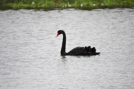 Zwarte Zwaan