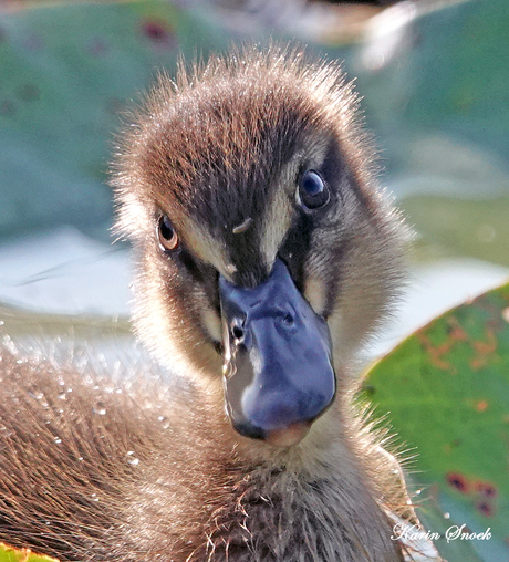 "Hmm, wat zal ik eens uitspoken...."