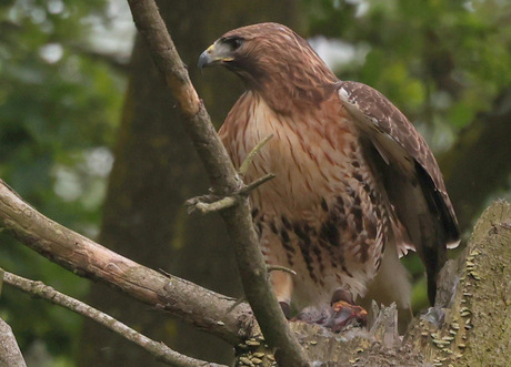 roodstaart buizerd