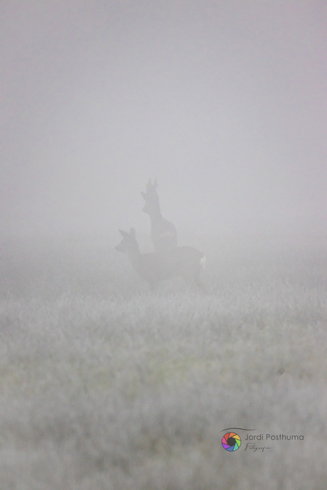 Reeën in mist