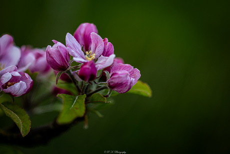 Bloeiend knop in een fruitboom. 