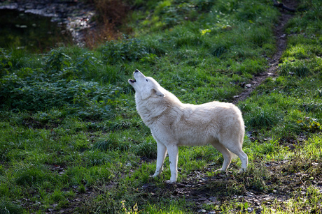 witte wolf