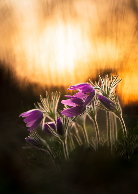 Shining..