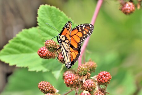 De Monarchvlinder 