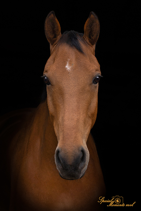 Portret paardenhoofd