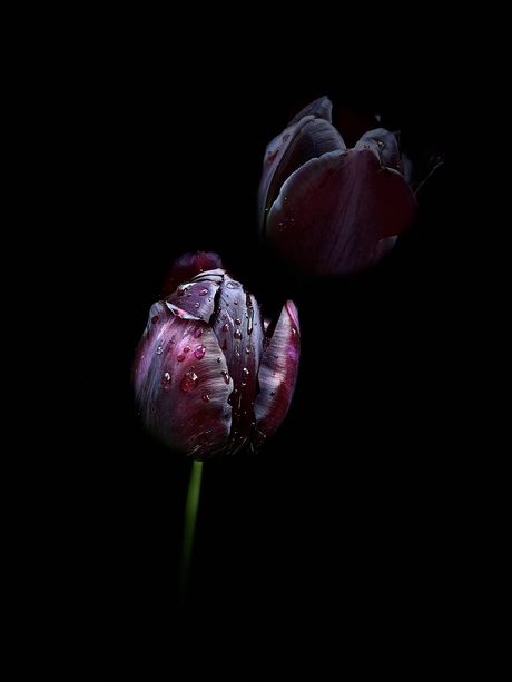 Dark tulips