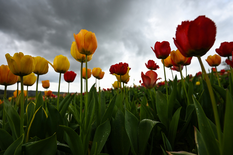 Plukveld: Be Flowers Floreffe.