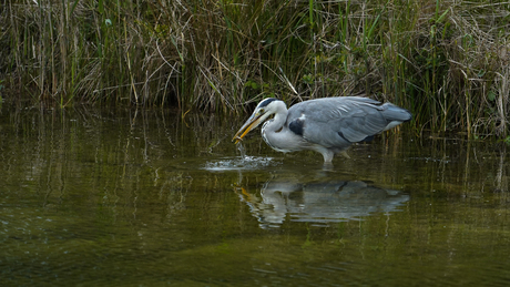 Reiger heeft beet!