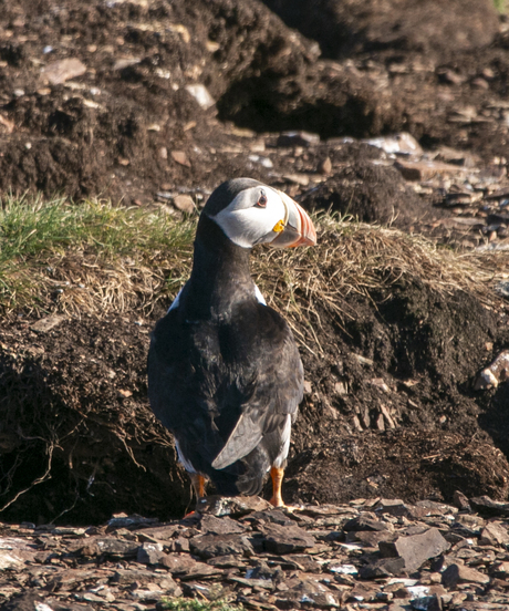 Puffin (gecropt)