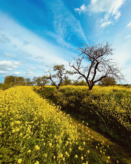 Golden fields🌼