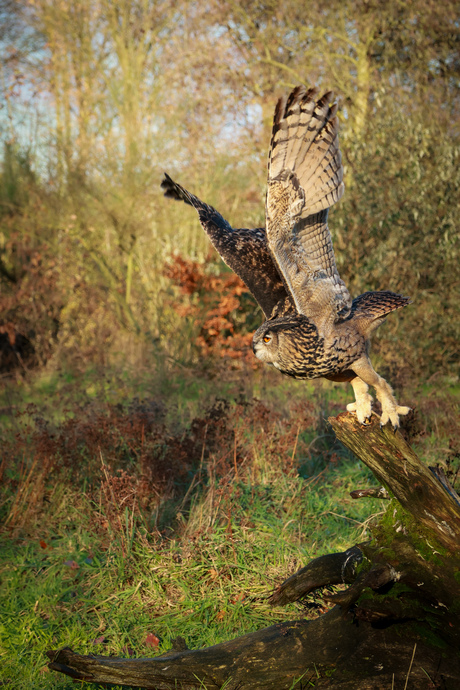 Oehoe ready to take off