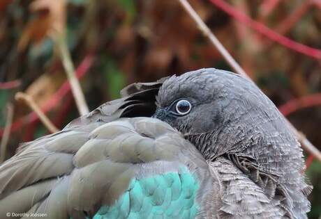 Hadada ibis