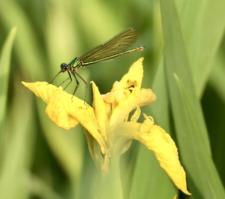 Groene weidebeekjuffer