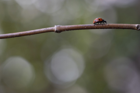 Lieveheersbeestje 🐞 