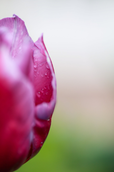 Roze tulp