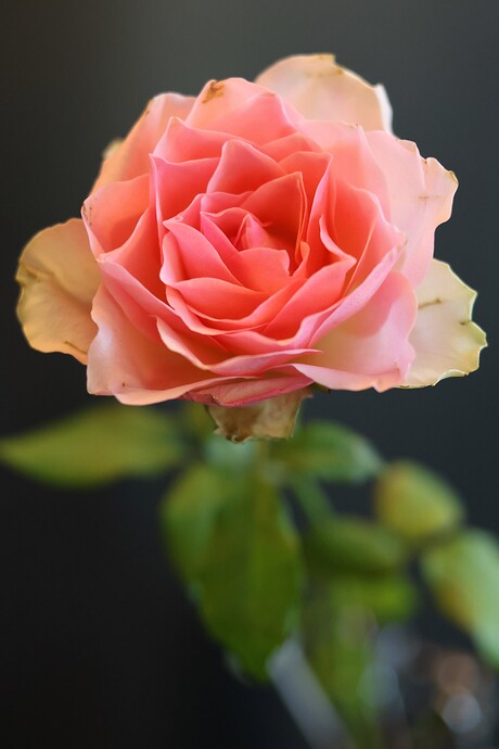 Roze roos.