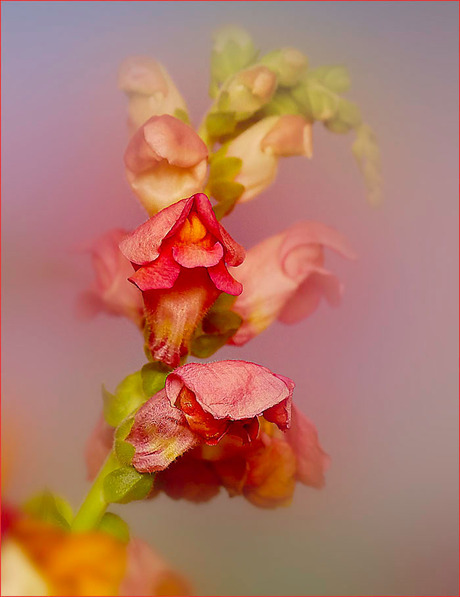 volop lente.............................