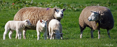 "Ik kan er uren naar kijken..."