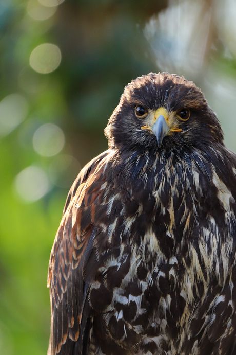 Buizerd