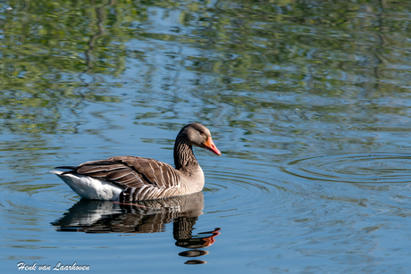 Gans in Reindersmeer