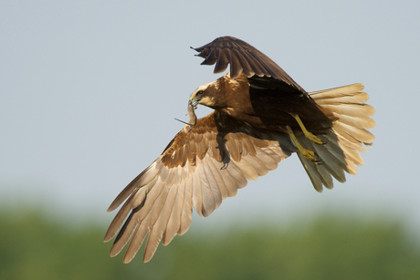 Bruine kiekendief