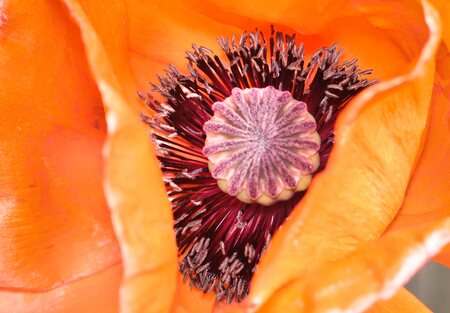 Macro opname - Macro opname van klaproos - foto door andstr op 28-05-2023 - locatie: Veltem-Beisem, Herent, België - deze foto bevat: nikon corporation, nikon d7200, iso 100, diafragma ƒ/7.1, sluitertijd 1/250s, brandpuntafstand 105mm, bloem, bloemblaadje, oranje, plant, bloeiende plant, eenjarige plant, detailopname, stuifmeel, perzik, macro fotografie