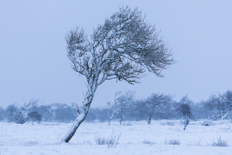 Winterlandschap