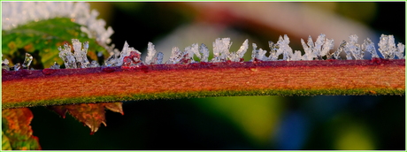 ijskristallen op een plantenstengel