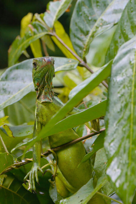 Groeten uit Suriname