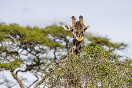 Serengeti