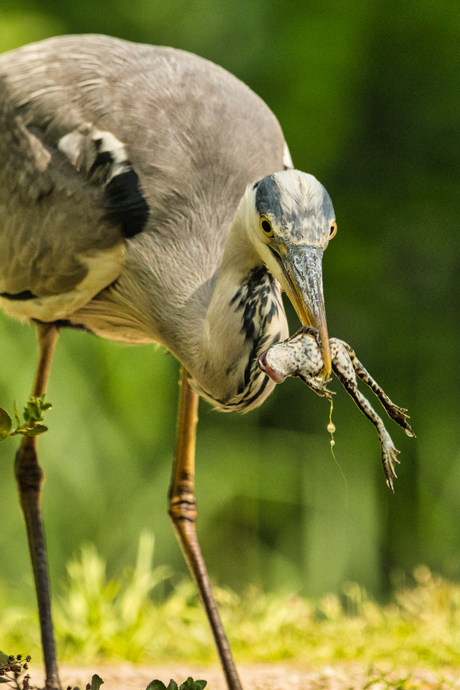 reiger