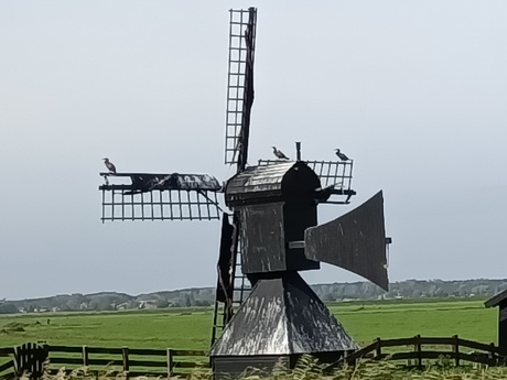 Molen