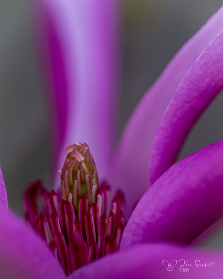 Magnolia up close