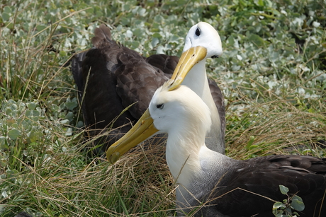 Albatrossen op Espanola, Galapagos