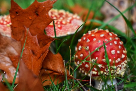 Rood met witte stippen