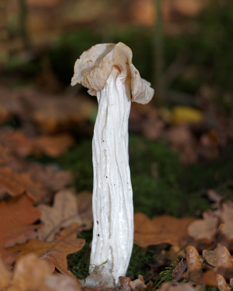 Witte kluifzwam 