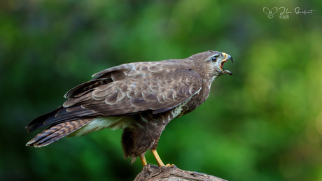 The Call of the Wild