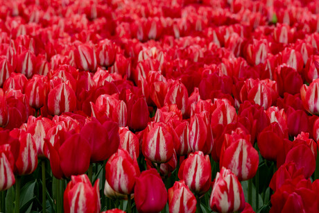 Tulpen